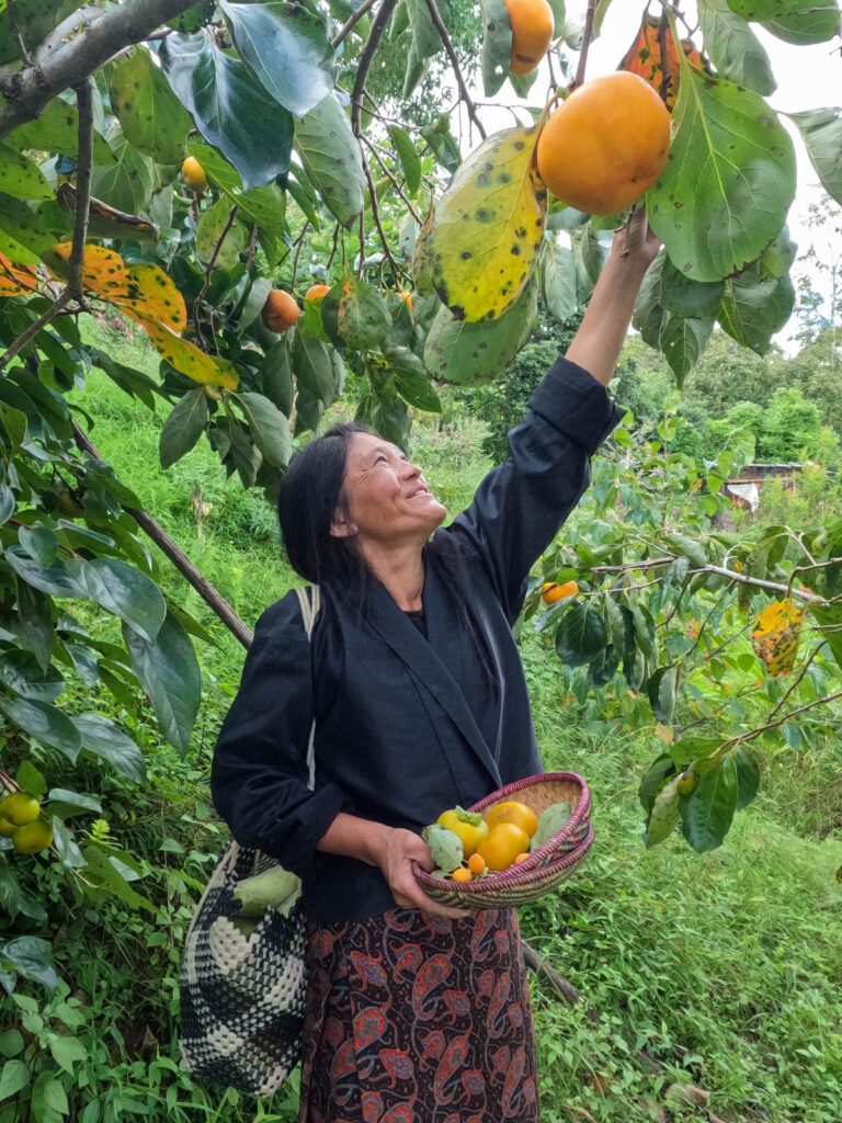 Picking persimmons in the backyard of Leki Homestay in Punakha