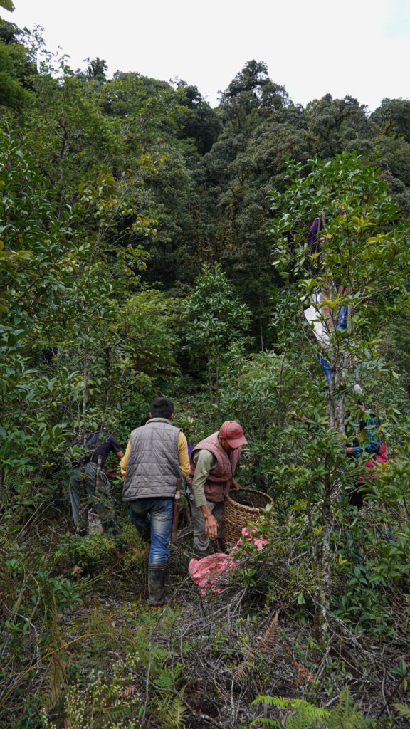 Busy locals during the annual star anise harvest in Aja Ney