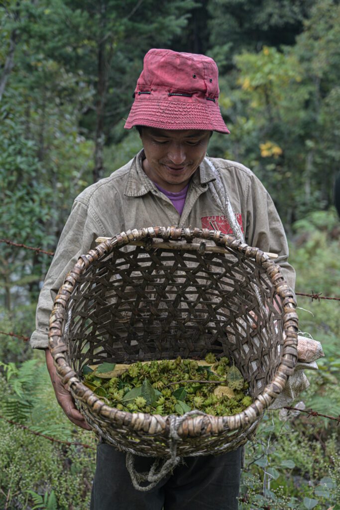 Locals at Aja Ney harvesting Star anise locally known as "sekpa seng"